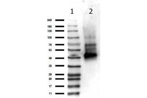 Western Blotting (WB) image for anti-Inhibitor of kappa Light Polypeptide Gene Enhancer in B-Cells, Kinase gamma (IKBKG) antibody (ABIN5706847)