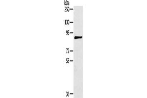 Gel: 6 % SDS-PAGE, Lysate: 40 μg, Lane: 293T cells, Primary antibody: ABIN7191356(MAGEE1 Antibody) at dilution 1/200, Secondary antibody: Goat anti rabbit IgG at 1/8000 dilution, Exposure time: 5 minutes (MAGEE1 抗体)