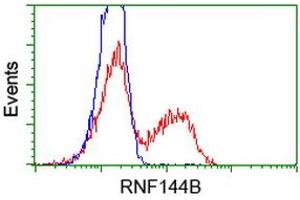 Image no. 1 for anti-Ring Finger Protein 144B (RNF144B) (AA 1-256) antibody (ABIN1490650) (RNF144B 抗体  (AA 1-256))
