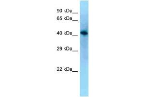 WB Suggested Anti-Vat1l Antibody Titration: 1. (VAT1L 抗体  (N-Term))