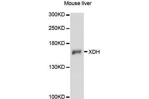 Western blot analysis of extracts of mouse liver, using XDH antibody (ABIN6292357) at 1:3000 dilution. (XDH 抗体)