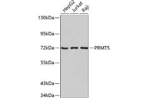 Western blot analysis of extracts of various cell lines using PRMT5 Polyclonal Antibody. (PRMT5 抗体)