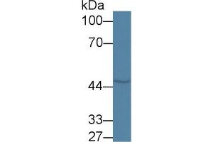 Western Blot; Sample: Rat Cerebrum lysate; ;Primary Ab: 1µg/ml Rabbit Anti-Rat COQ6 Antibody;Second Ab: 0. (COQ6 抗体  (AA 1-476))