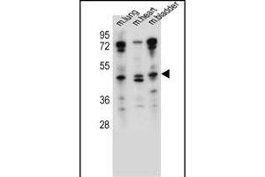 NKD1 Antibody (N-term) (ABIN657536 and ABIN2846554) western blot analysis in mouse lung,heart,bladder tissue lysates (35 μg/lane). (NKD1 抗体  (N-Term))