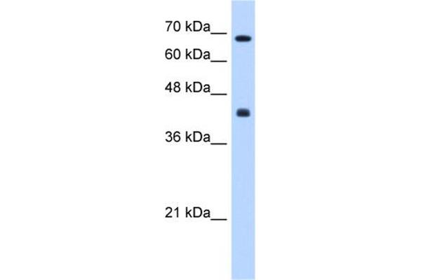 CHST8 antibody  (Middle Region)