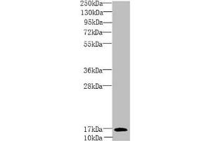 Western blot All lanes: PEA15 antibody at 1. (PEA15 抗体  (AA 1-130))
