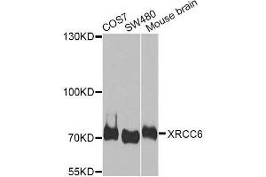 Western blot analysis of extracts of various cell lines, using XRCC6 antibody. (XRCC6 抗体  (AA 408-609))