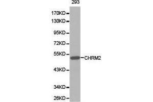 Western Blotting (WB) image for anti-Cholinergic Receptor, Muscarinic 2 (CHRM2) antibody (ABIN1871848) (Muscarinic Acetylcholine Receptor M2 抗体)