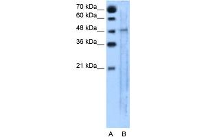 WB Suggested Anti-SLC25A46 Antibody Titration:  5. (SLC25A46 抗体  (N-Term))