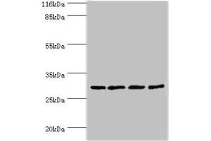Western blot All lanes: MAF1 antibody at 2 μg/mL Lane 1: MCF-7 whole cell lysate Lane 2: PC-3 whole cell lysate Lane 3: Mouse kidney tissue Lane 4: A431 whole cell lysate Secondary Goat polyclonal to rabbit IgG at 1/10000 dilution Predicted band size: 29 kDa Observed band size: 29 kDa (MAF1 抗体  (AA 1-256))