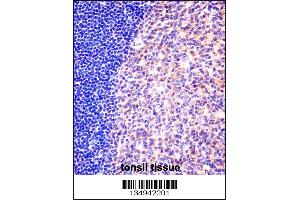 MCM6 Antibody immunohistochemistry analysis in formalin fixed and paraffin embedded human tonsil tissue followed by peroxidase conjugation of the secondary antibody and DAB staining. (MCM6 抗体  (N-Term))