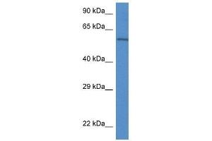 Western Blot showing Plxdc2 antibody used at a concentration of 1. (PLXDC2 抗体  (C-Term))