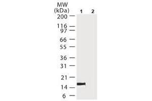 Image no. 1 for anti-Cytochrome C, Somatic (CYCS) antibody (ABIN207924) (Cytochrome C 抗体)