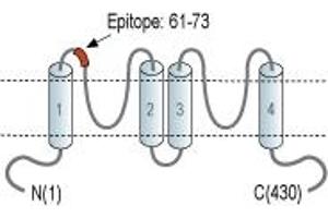 Representative domain view of the target of ABIN7236306. (Potassium Channel, Subfamily K, Member 12 (KCNK12) Peptide)