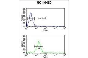 FKBP10 Antibody (N-term) (ABIN391572 and ABIN2841509) flow cytometric analysis of NCI- cells (bottom histogram) compared to a negative control cell (top histogram). (FKBP10 抗体  (AA 57-87))