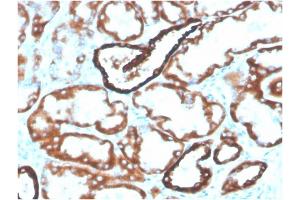 Formalin-fixed, paraffin-embedded human kidney stained with Biotin-conjugated CDH16Mouse Monoclonal Antibody (CDH16/2125). (Cadherin-16 抗体  (AA 371-507) (Biotin))