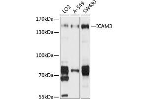 Western blot analysis of extracts of various cell lines, using IC antibody (ABIN1680380, ABIN3018291, ABIN3018292 and ABIN6220426) at 1:1000 dilution. (ICAM-3/CD50 抗体  (AA 270-490))