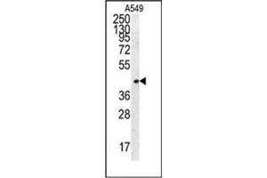 Western Blotting (WB) image for anti-Follistatin-Like 1 (FSTL1) (AA 285-318), (C-Term) antibody (ABIN952355)