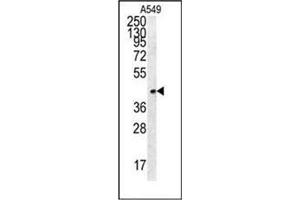 Western blot analysis of FSTL1 Antibody (C-term) in A549 cell line lysates (35ug/lane). (FSTL1 抗体  (C-Term))