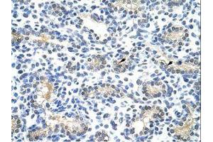 Image no. 1 for anti-Basic Leucine Zipper Nuclear Factor 1 (BLZF1) (N-Term) antibody (ABIN202429) (BLZF1 抗体  (N-Term))