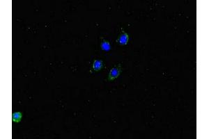 Immunofluorescent analysis of HepG2 cells using ABIN7150100 at dilution of 1:100 and Alexa Fluor 488-congugated AffiniPure Goat Anti-Rabbit IgG(H+L) (Dmx-Like 2 抗体  (AA 2471-2657))