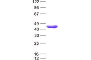 Validation with Western Blot (SERPINB1 Protein (His tag))