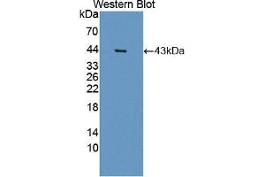 Western blot analysis of the recombinant protein. (PON2 抗体  (AA 1-354))