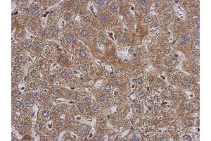Image no. 1 for anti-Poly(A) Binding Protein, Cytoplasmic 3 (PABPC3) (AA 411-631) antibody (ABIN1500005) (PABPC3 抗体  (AA 411-631))