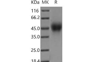 Western Blotting (WB) image for Signaling Lymphocytic Activation Molecule Family Member 1 (SLAMF1) protein (His tag) (ABIN7321112)