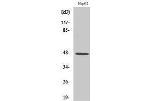 Western Blotting (WB) image for anti-Solute Carrier Family 17 (Anion/Sugar Transporter), Member 2 (SLC17A2) (Internal Region) antibody (ABIN3177429) (SLC17A2 抗体  (Internal Region))
