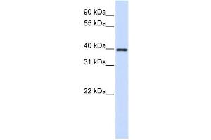 Western Blotting (WB) image for anti-Eukaryotic Translation Initiation Factor 3, Subunit G (EIF3G) antibody (ABIN2458504) (EIF3G 抗体)