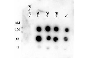 Dot Blot of Rabbit Histone H3 K27 me1-3 ac Antibody. (Histone 3 抗体  (H3K27me))
