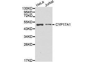 Western blot analysis of extracts of various cell lines, using CYP17A1 antibody. (CYP17A1 抗体  (AA 209-508))