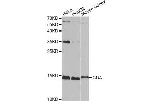Western blot analysis of extracts of various cell lines, using CDA antibody (ABIN6291347) at 1:1000 dilution. (CDA 抗体)