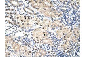 Image no. 1 for anti-Ring Finger Protein 14 (RNF14) (C-Term) antibody (ABIN203171) (RNF14 抗体  (C-Term))