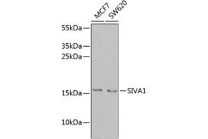 Western blot analysis of extracts of various cell lines, using SIV antibody (ABIN6131289, ABIN6147803, ABIN6147804 and ABIN6221935) at 1:1000 dilution. (SIVA1 抗体  (AA 1-110))
