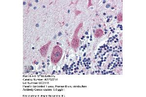 Immunohistochemistry with Human Brain, cerebellum tissue at an antibody concentration of 5. (ST18 抗体  (Middle Region))