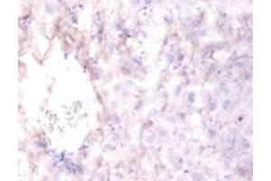 Immunohistochemistry of paraffin-embedded mouse liver tissue using ABIN7167550 at dilution of 1:100 (Reelin 抗体  (AA 26-254))