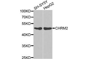 Western blot analysis of extracts of SH-SY5Y and HepG2 cell lines, using CHRM2 antibody. (Muscarinic Acetylcholine Receptor M2 抗体)