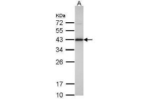 WB Image Sample(30 ug whole cell lysate) A: Hep G2 , 12% SDS PAGE antibody diluted at 1:500 (IDH3A 抗体)
