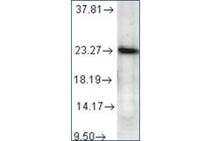 Western Blotting (WB) image for anti-Prostaglandin E Synthase 3 (Cytosolic) (PTGES3) antibody (ABIN263974) (PTGES3 抗体)