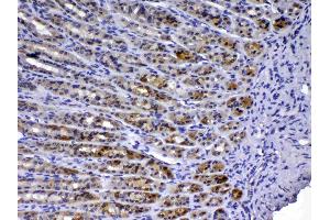 Immunohistochemistry (IHC) image for anti-Trefoil Factor 3 (Intestinal) (TFF3) (AA 23-81) antibody (ABIN5519063)