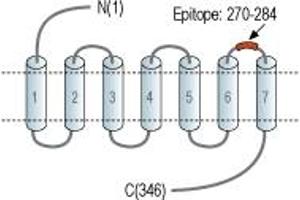 anti-Cysteinyl Leukotriene Receptor 2 (CYSLTR2) (3rd Extracellular Loop), (AA 270-284) antibody