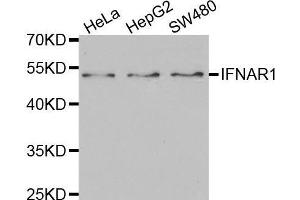 Western blot analysis of extracts of various cell lines, using IFNAR1 antibody. (IFNAR1 抗体  (AA 28-290))