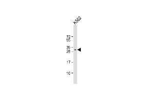 Anti-FAH1B2 Antibody (Center) at 1:1000 dilution + K562 whole cell lysate Lysates/proteins at 20 μg per lane. (PAFAH1B2 抗体  (AA 61-89))