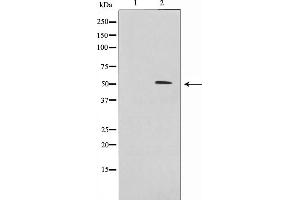 Western blot analysis on 293 cell lysate using IRX2 Antibody,The lane on the left is treated with the antigen-specific peptide. (IRX2 抗体  (Internal Region))