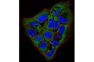 Immunofluorescence analysis of A431 cells using APP mouse mAb (green).
