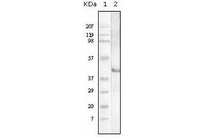 Western Blotting (WB) image for anti-Lipase A, Lysosomal Acid, Cholesterol Esterase (LIPA) antibody (ABIN1108046) (Lipase A 抗体)