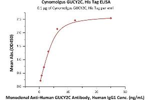Immobilized Cynomolgus GUCY2C, His Tag (ABIN6973082) at 1 μg/mL (100 μL/well) can bind Monoclonal A GUCY2C Antibody, Human IgG1 with a linear range of 0.