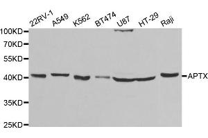 Western Blotting (WB) image for anti-Aprataxin (APTX) antibody (ABIN1876552) (Aprataxin 抗体)